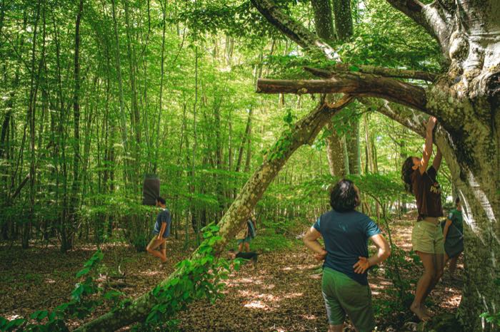 Group activity in the beech forest